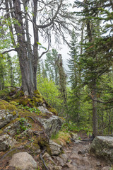 Beautiful view of Siberian nature. Very beautiful and fabulous forest