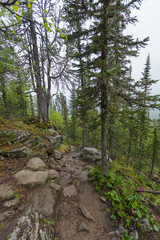 Beautiful view of Siberian nature. Very beautiful and fabulous forest