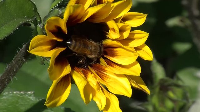 Eine emsige Biene auf einer Sonnenblume
