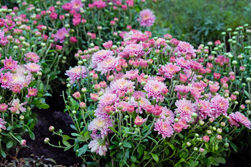 Pink chrysanthemums blooming on a flowerbed in a park close-up. Chrysanthemum bushes in a city park. Beautiful bright autumn flowers for the design of flower beds, balconies and arbors.