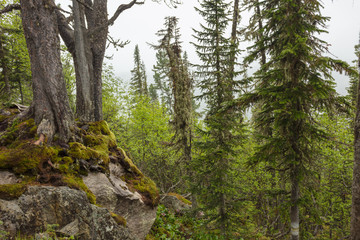 Beautiful view of Siberian nature. Very beautiful and fabulous forest
