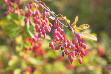 red berries on the branch in the autumn 