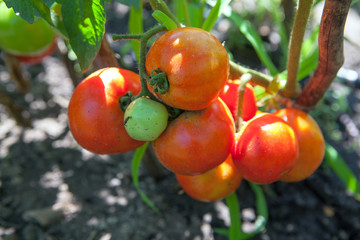 close up image of tomatoes in the garden 