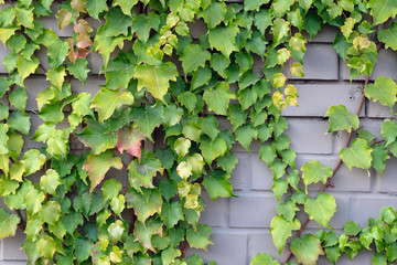 Decorative climbing plant on a brick wall. The vine is thin wooden, the leaves are green. Landscaping, decor, landscape design. Garden Evergreen Ivy (Hedera helix) winding lianopod evergreen