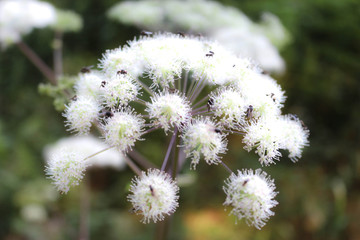 Insects having their breakfast