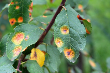 Apple tree branch with green leaves affected by a fungal disease rust. A branch of a rusted apple...