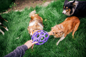 Dogs playing with ball. Group of dogs are playing together. Shetland Sheepdog. Border Collie Dog