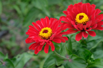 Obraz premium Red, bright flower of zinnias with green leaves and stems close up. A flowers (zinnia violacea) with a cylindrical middle in the garden. Red zinnia flowers in tropical garden.