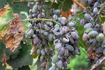 Bunches of grapes affected by powdery mildew or oidium with yellow leaves. Rotten grapes affected by fungal disease. Diseases of grapes in a summer cottage. © Tetiana