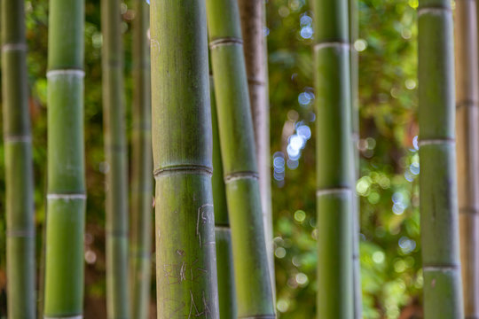 Bamboo with graffiti in Rome Italy - Powered by Adobe