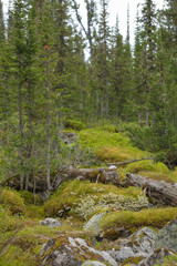 Beautiful view of Siberian nature. Very beautiful and fabulous forest