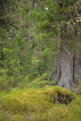 Beautiful view of Siberian nature. Very beautiful and fabulous forest