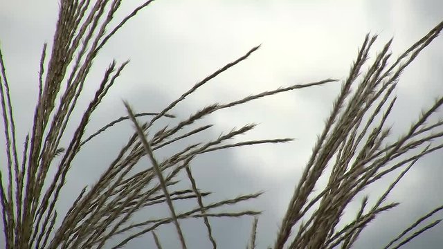 Binsengras bilder Bläddra bland 55 stockfoton, vektorer och videor