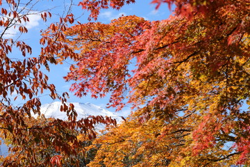 山中湖の紅葉