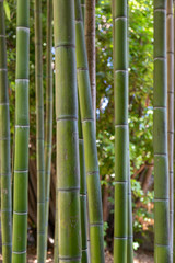 Bamboo with graffiti in Rome Italy