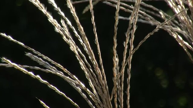 Binsengr&auml;ser im Gegenlicht schaukeln im Wind