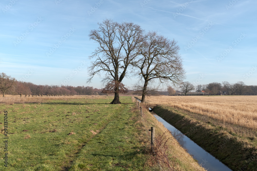 Wall mural two bald trees in a landscape with a ditch