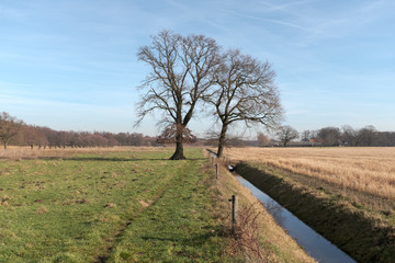 Two bald trees in a landscape with a ditch