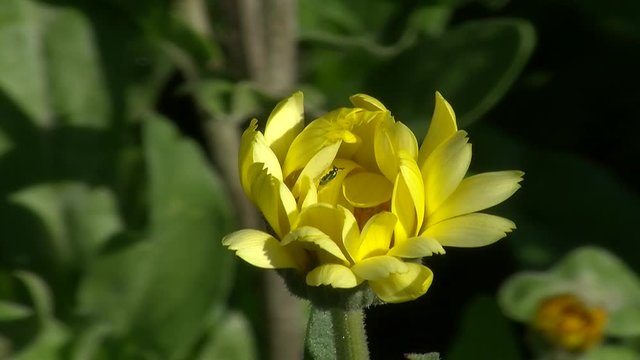 Ein kleines grünes Insekt krabbelt in der gelben Ringelblumenblüte