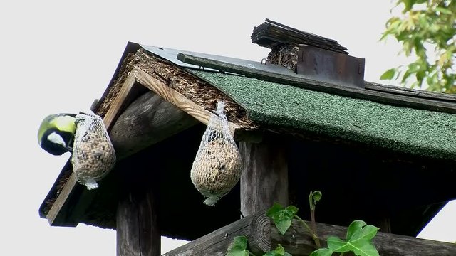 Eine Kohlmeise holt einige Bissen am Meisenkn&ouml;del und fliegt dann wieder weg