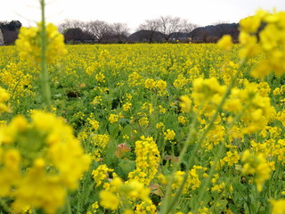 早春の菜の花畑