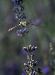Hummingbird Hawk Moth Butterfly (Macroglossum stellatarum) Drinking Nectar From Flower During Hovering Flight