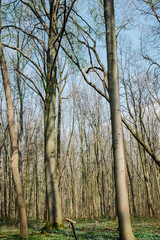 Bäume Wald