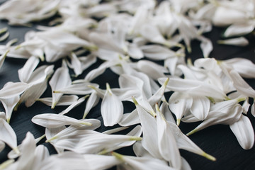 Petals of tender white flowers on dark background