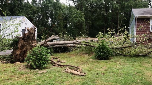 Right pan view of an uprooted tree laying on the grass on the front lawn   of a house after a storm