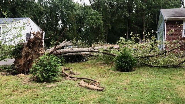 Left pan view of an uprooted tree laying on the grass on the front lawn of a house after a storm