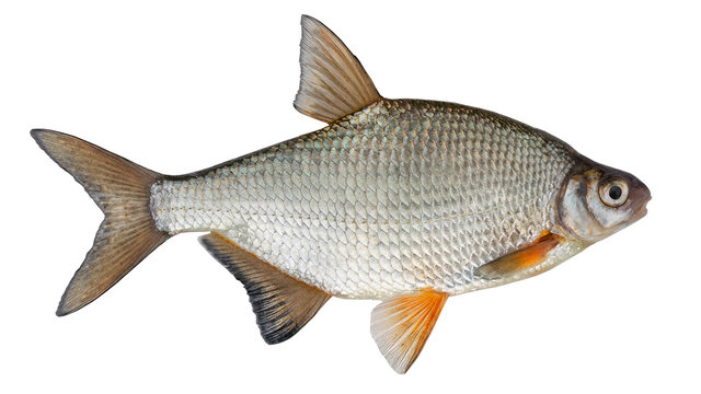 Freshwater fish isolated on white background closeup. The the white bream or the silver bream  is a  fish in the carp family Cyprinidae, type species: Blicca bjoerkna.