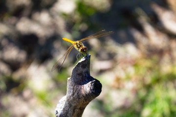 A bloody dragonfly with yellow wings sits on a grey wooden branch on a Sunny day. Insect in the wild. Sympetrum sanguineum.