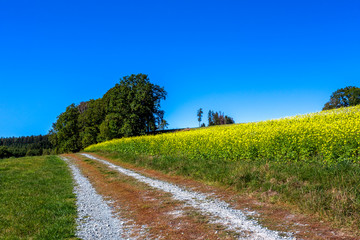 Feldweg am Rapsfeld in idyllischer Natur 