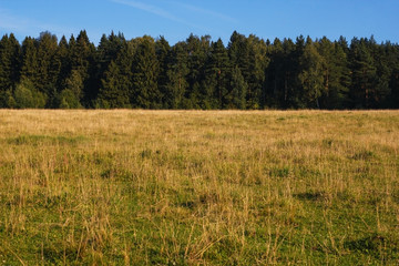 Natural view of the field with yellow grass on the background of green forest and blue sky on a Sunny day. The perfect landscape.