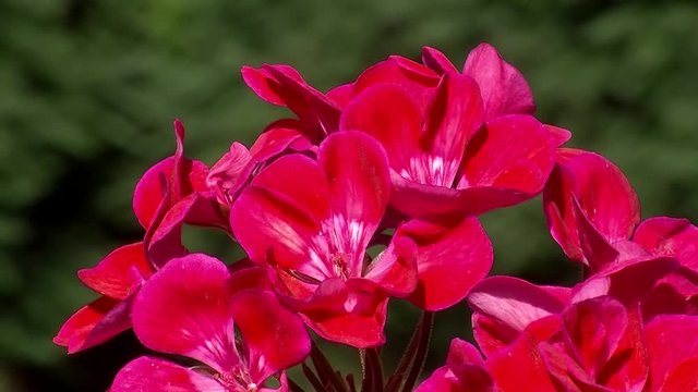 Rote Pelargonien zittern im Wind