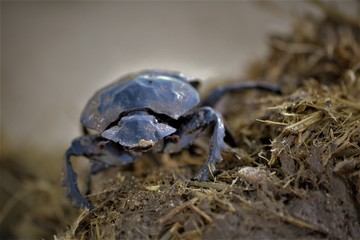 Dung beetle