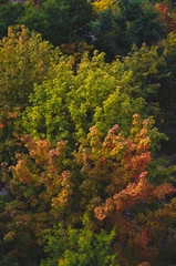 Pattern of autumn trees and foliage