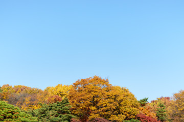 Fototapeta premium The autumn leaves on treetop with blue sky.
