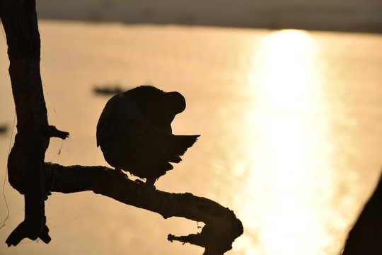 Bird silhouette against river at sunrise in Varanasi