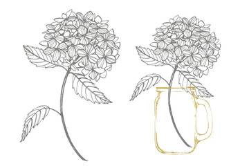 Fototapeta premium Hydrangea graphic illustration in vintage style. Flowers drawing and sketch with line-art on white backgrounds. Botanical plant illustration