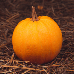 Big orange fresh pumpkin on hay. Thanksgiving day concept with copy space for text