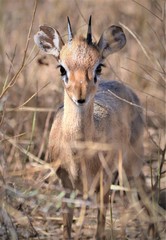 Damara Dik-dik