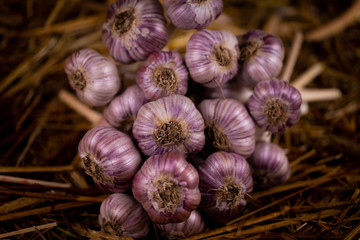 Many garlic that binds together into a bunch. On hay floor