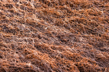 Dry rice stalks due to natural disasters