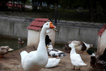 Waterfowl geese and ducks on the shore near the water.