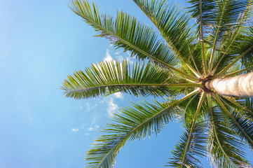  Coconut tree  angle of elevation view on clear blue sky  with copy space