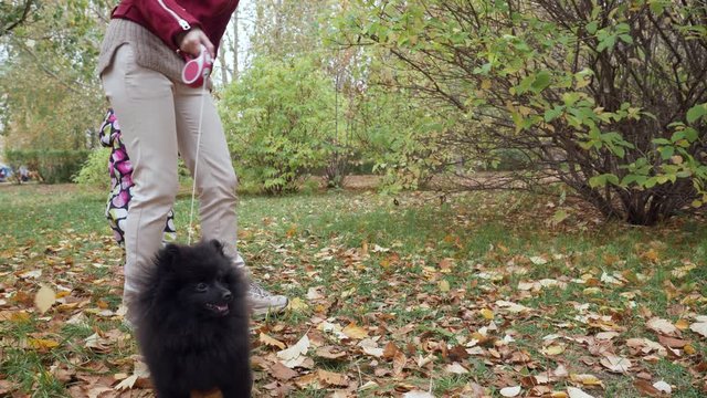 Little girl walks and plays with spitz dog in the autumn park.