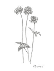 Clover plants. Botanical illustration. Good for cosmetics, medicine, treating, aromatherapy, nursing, package design, field bouquet Hand drawn wild hay flowers.