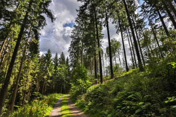 lush summer forest background