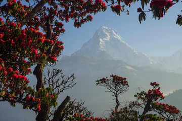 Himalayas mountains during rhododendrons blossom